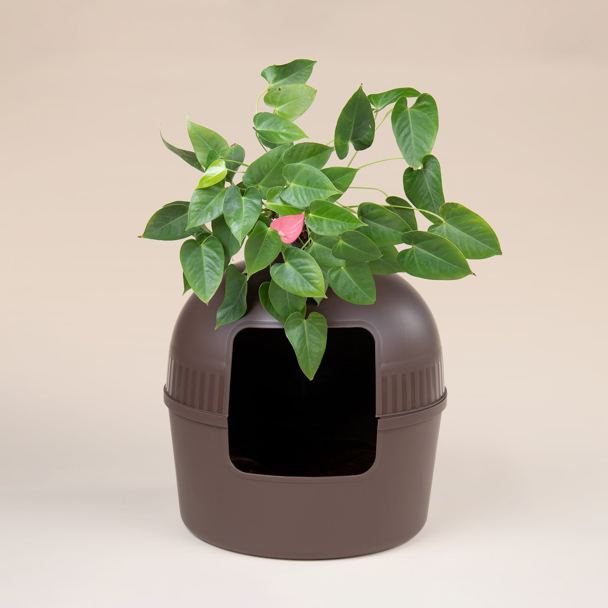 Caja de Arena Flower XXL Marr n RHR Pets ES
