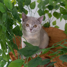 Árbol Rascador Para Gatos Diseño Natural Leaves